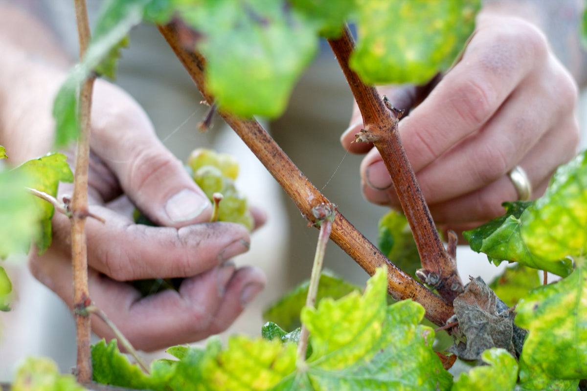Hands inspecting grapes on the vine