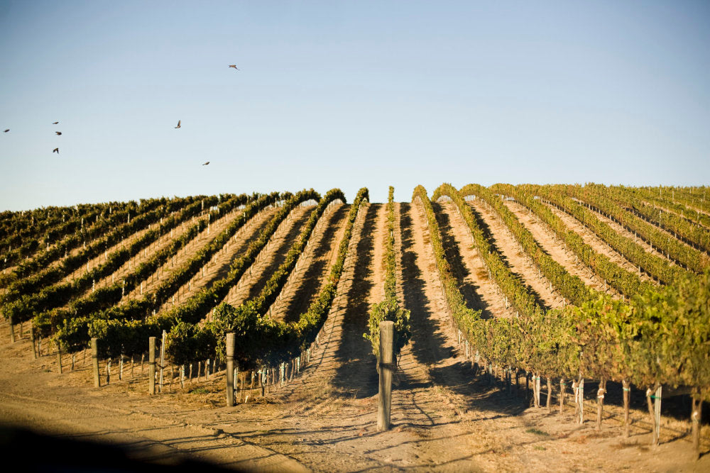 Rows of grapevines on a Santa Barbara County vineyard hillside at golden hour
