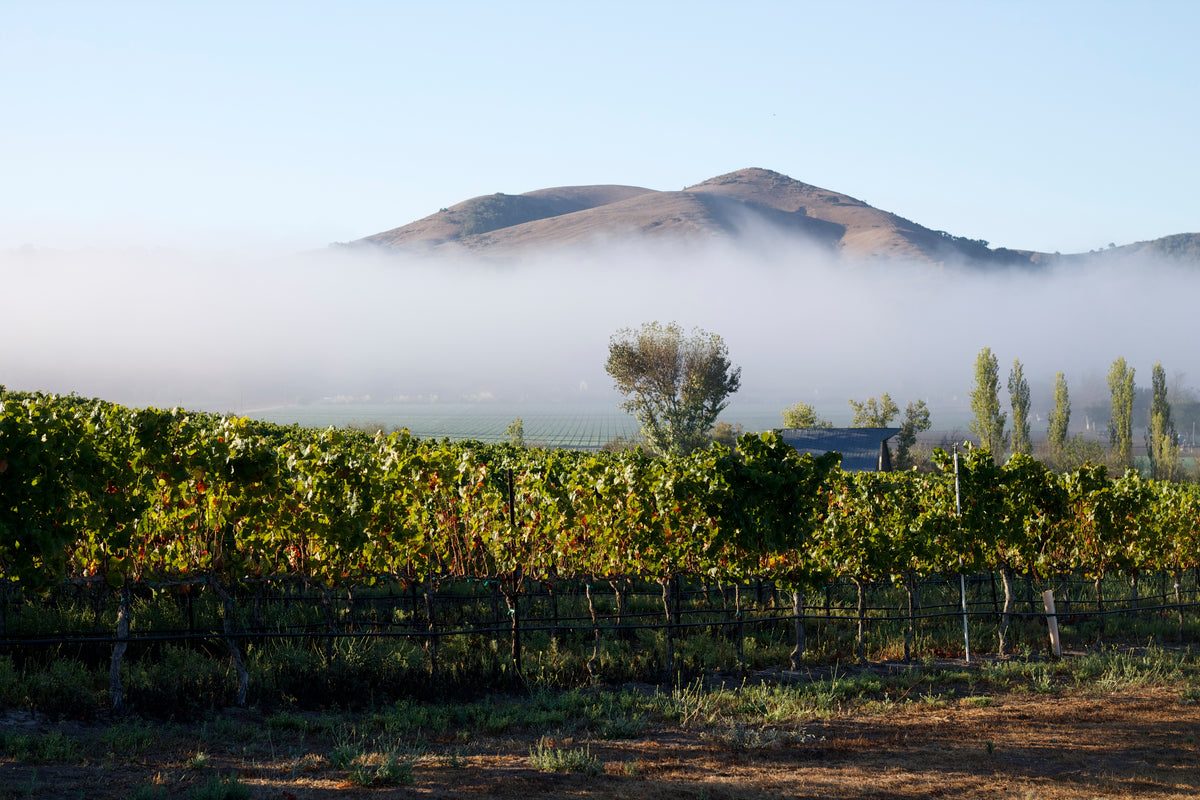 Fog drifting across vineyard rows beneath a hillside